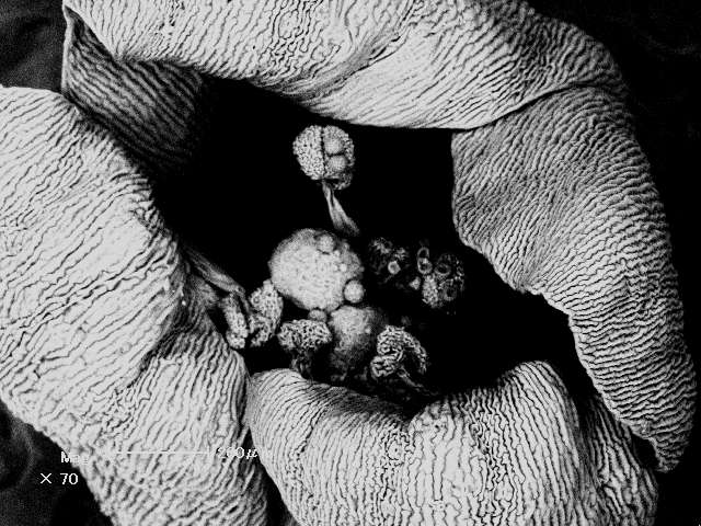 sem (39).jpg